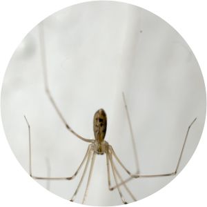 Pholcus phalangioides