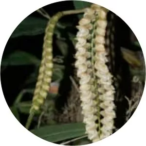 Pholidota imbricata - 