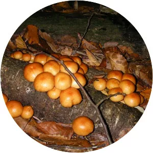 Pholiota microspora