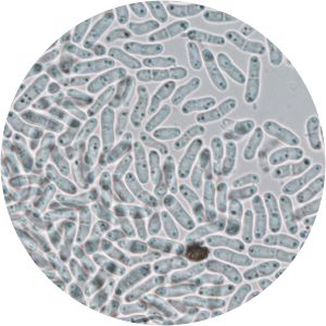 Phoma cucurbitacearum - 