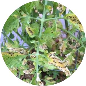 Phoma destructiva - 