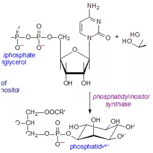 Phosphatidylinositol - 