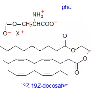 Phosphatidylserine - 