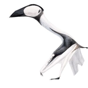 Phosphatodraco - Animal