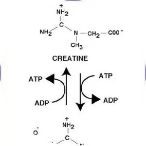 Phosphocreatine - 