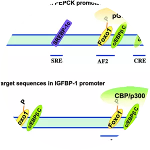 Phosphoenolpyruvate carboxykinase - 