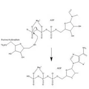 Phosphofructokinase 1 - 