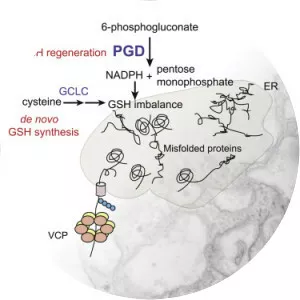 Phosphogluconate dehydrogenase - Protein