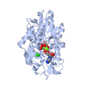 Phosphoglycerate kinase photograph