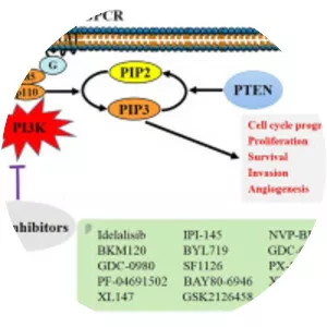 Phosphoinositide 3-kinase - 
