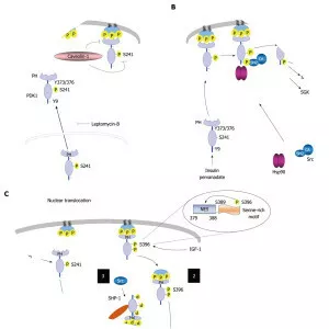Phosphoinositide-dependent kinase-1 - Protein