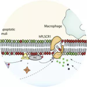Phospholipid scramblase