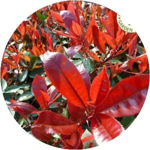 Photinia