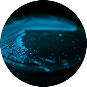 Photobacterium leiognathi - 