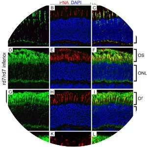 Photoreceptor cell-specific nuclear receptor - Protein