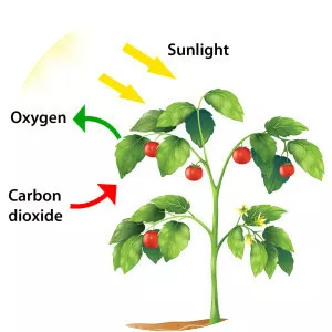 Photosynthesis