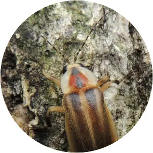 Photuris pensylvanica