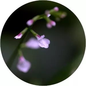 Phryma leptostachya - Plants