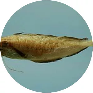 Phycidae - Fish