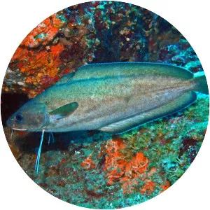 Phycis phycis - Fish