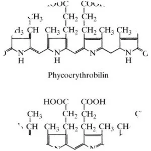 Phycobilin - Chemical compound