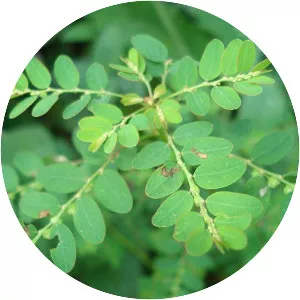 Phyllanthaceae - Plants