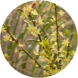 Phyllanthus hirtellus - 