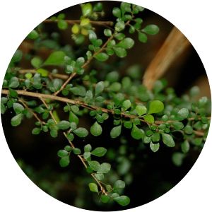 Phyllanthus microcladus