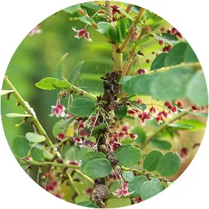 Phyllanthus pulcher - Plants