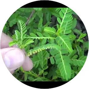 Phyllanthus urinaria - Plants