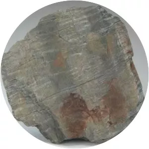 Phyllite - Type of rock