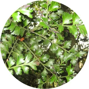 Phyllocladus trichomanoides - Plants