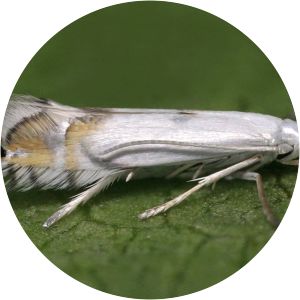 Phyllocnistis unipunctella - 