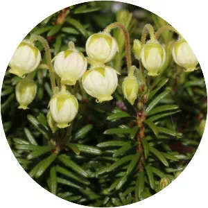 Phyllodoce aleutica - 