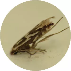 Phyllonorycter blancardella