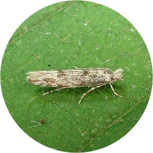 Phyllonorycter sagitella - 