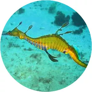 Phyllopteryx - Fish
