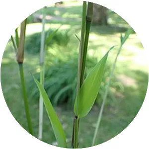 Phyllostachys propinqua
