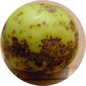 Phyllosticta solitaria - 