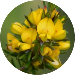 Phyllota phylicoides