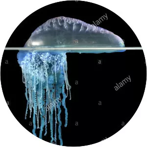 Physalia