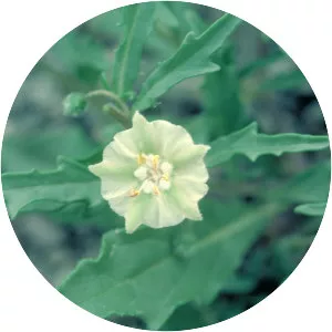 Physalis virginiana - 