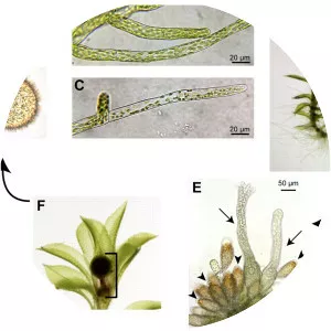 Physcomitrella patens