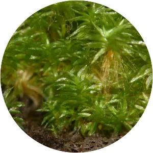 Physcomitrella - Plants