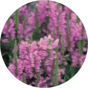 Physostegia - Plants