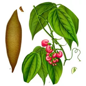 Physostigma venenosum