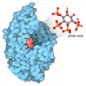 Phytase - 