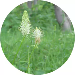 Phyteuma spicatum - Plants