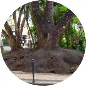 Phytolacca dioica - Plants