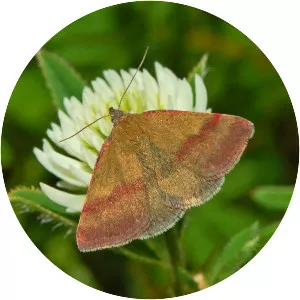 Phytometra viridaria